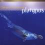 Presencer / Rebello / Parricelli / Cleyndert / Stacey / Flet - PLATYPUS
