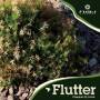 Various - Flutter