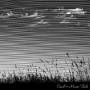 Cavil - Mares Tails