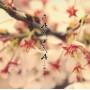 Sakura -Ichigo Ichie / Sakura / Var - Sakura - Ichigo Ichie / Sakura / Var