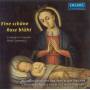 Clemencic Consort / Clemencic - Eine Schone Rose Bluht