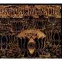 Scarred By Beauty - Sutra
