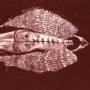 Cerberus Shoal - Homb (Anniversary Edition) (Rouge Vinyl)