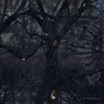 Trelldom - ...By The Shadows... (Digipak)