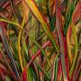 Gengahr - Where Wildness Grows (LP+MP3)
