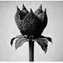 Masayoshi Fujita - Book Of Life