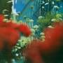 Pulled Apart By Horses - The Haze (red Vinyl)