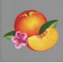 Phoenix - Bankrupt!