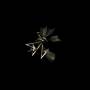 Resina - Traces-Remixes