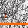 Death Cab For Cutie - Forbidden Love EP