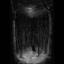 Paysage D'Hiver - Im Wald