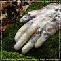 Antwood - Virtuous.scr.