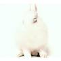 Deine Lakaien - White Lies