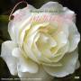 Musique Et Chants Pour Les Mariages / Various - Musique Et Chants Pour Les Mariages / Various