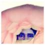 Ariel Pink - Odditties Sodomies Vol.2