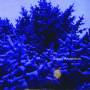 Jason Anderson - The Wreath