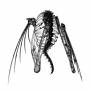 Lotic - Heterocetera