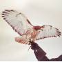 jm Airis - Wild Birds