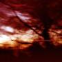 Colour Haze - Ewige Blumenkraft