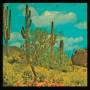Puta Madre Brothers - Its A Long Way To Meximotown