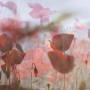 L'altra - In The Afternoon (2lp+mp3)