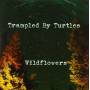 Trampled By Turtles - Wildflowers