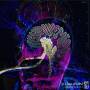 V / a - A Chain Of Mind