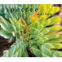 Aspectee - Morben