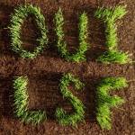 Les Savy Fav - Oui, LSF