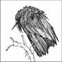 Spiral Joy - Little Sparrow