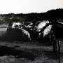 Amenra - Mass V