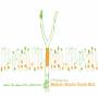 Maher Shalal Hash Baz - C'est La Derniere Chanson