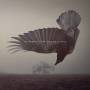 Katatonia - The Fall Of Hearts (Black Vinyl 2LP)