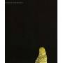 Andrew Bird - Armchair Apocrypha
