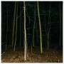 Express Rising - Fixed Rope Vol.2