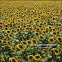 Echo & The Bunnymen - Me,i'm All Smiles
