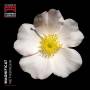 Nethsingha / Dempsey / The Choir Of St John's College - Magnificat-Chorwerke