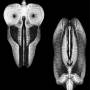 The Skull Defects / Daniel Higgs - Dances In Dreams Of The Known Unknown