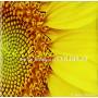 Judson Mancebo - Personal Spa Collection-yellow: New Age Renditions