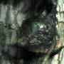 Yann Tiersen - La Valse Des Monstres/The Waltz Of The Monsters