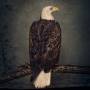 Clutch - Book Of Bad Decisions (2LP)