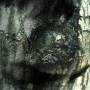 Yann Tiersen - Waltz Of The Monsters