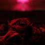 Paper Kites - Roses