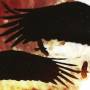 Mr. Pollack - Black Hawk