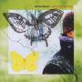 Liberty Ellman - Ophiuchus butterfly