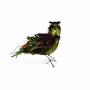 Tallest Trees - Ostrich Or The Lark