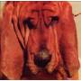 Ty Segall - Goodbye Bread