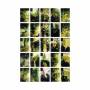 Richard Youngs - 5 Years