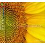 Judson Mancebo - Yellow: New Age Renditions Of Coldplay