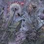 Ulthar - Anthronomicon (Jewel Case)